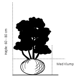 Almindelig Søjletaks 'Melfardii' Taxus Baccata 'Melfardii' Med Klump,- 60-80 Cm. 4 Almindelig Søjletaks 'Melfardii' Taxus Baccata 'Melfardii' Med Klump,- 60-80 Cm. - Billede 2