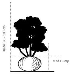 Ædelcypres 'White Spot Chamaecyparis Lawsoniana 'white Spot Med Klump,- 80-100 Cm. -Osmoz Naturens Butik 103 med klump 80 100 cm d27b 1