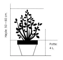 Syrisk Rose 'Woodbridge' Hibiscus Syriacus 'Woodbridge' Potte 4,0 Liter,- 50-60 Cm. 7 Syrisk Rose 'Woodbridge' Hibiscus Syriacus 'Woodbridge' Potte 4,0 Liter,- 50-60 Cm. -Osmoz Naturens Butik 1175 potte 4 0 liter 50 60 cm 4195 4