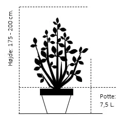 Japansk Lærk Larix Kaempferi Potte 7,5 Liter 175-200 Cm. 4 Japansk Lærk Larix Kaempferi Potte 7,5 Liter 175-200 Cm. - Billede 2