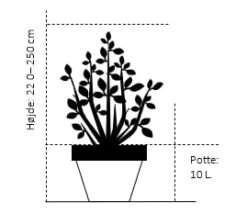 Vestamerikansk Balsampoppel 'OP42' Populus Trichocarpa 'OP42' Potte 10 Liter 200-250 Cm. 5 Vestamerikansk Balsampoppel 'OP42' Populus Trichocarpa 'OP42' Potte 10 Liter 200-250 Cm. -Osmoz Naturens Butik 123 potte 10 liter 200 250 cm 62cc 2