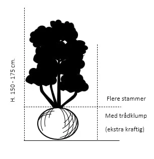 Spidsløn Acer Platanoides Flerstammet,- 150-175 Cm. Med Trådklump 4 Spidsløn Acer Platanoides Flerstammet,- 150-175 Cm. Med Trådklump - Billede 2