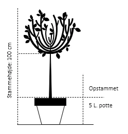 Hængepil Salix Caprea 'Kilmarnock' Opstammet 100 Cm. 5 Liter Potte 4 Hængepil Salix Caprea 'Kilmarnock' Opstammet 100 Cm. 5 Liter Potte - Billede 2