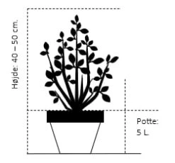 Sevenbom Juniperus Sabina Potte 5,0 Liter,- 40-50 Cm. -Osmoz Naturens Butik 156 potte 5 0 liter 40 50 cm 31e2 1
