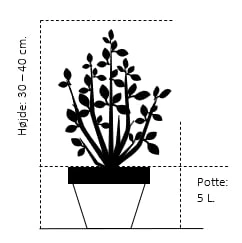 Osmoz Naturens Butik -Osmoz Naturens Butik 162 potte 5 0 liter 30 40 cm e2cc 3