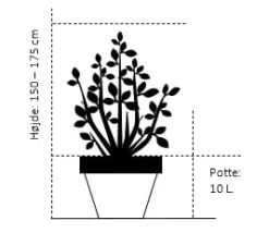 Nye udgivelser -Osmoz Naturens Butik 184 potte 10 liter 150 175 cm 5641 1