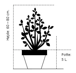 Magnolia 'Satisfaction' Magnolia Soulangeana 'Satisfaction' Potte 5,0 Liter,- 60-80 Cm. 4 Magnolia 'Satisfaction' Magnolia Soulangeana 'Satisfaction' Potte 5,0 Liter,- 60-80 Cm. - Billede 2