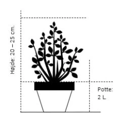 Krybende Enebær 'Prince Of Wales' Juniperus Horizontalis 'Prince Of Wales' Potte 2,0 Liter,- 20-25 Cm. -Osmoz Naturens Butik 193 potte 2 0 liter 20 25 cm 4ce4 9