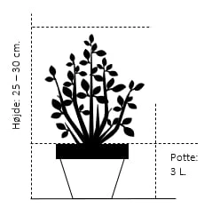 Thuja 'Rheingold' Thuja Occidentalis 'Rheingold' Potte 3,0 Liter,- 25-30 Cm. 4 Thuja 'Rheingold' Thuja Occidentalis 'Rheingold' Potte 3,0 Liter,- 25-30 Cm. - Billede 2