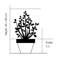 Klokkebusk 'Bristol Ruby' Weigela Hybrid 'Bristol Ruby' Potte 2,0 Liter,- 40-60 Cm. -Osmoz Naturens Butik 195 potte 2 0 liter 40 60 cm 165f 10