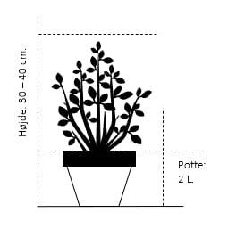 Trådcypres 'Filifera Sungold' Chamaecyparis Pisifera 'Filifera Sungold' Potte 2,0 Liter,- 30-40 Cm. 4 Trådcypres 'Filifera Sungold' Chamaecyparis Pisifera 'Filifera Sungold' Potte 2,0 Liter,- 30-40 Cm. - Billede 2