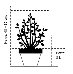 Almindelig Enebær 'Suecica' Juniperus Communis 'Suecica' Potte 3,0 Liter,- 40-60 Cm. 4 Almindelig Enebær 'Suecica' Juniperus Communis 'Suecica' Potte 3,0 Liter,- 40-60 Cm. - Billede 2