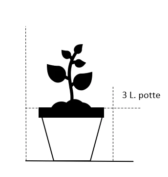 'Miss Schweiz'® Rosa X 'Miss Schweiz'® (Storblomstrende) 3,0 Liter Potte 4 'Miss Schweiz'® Rosa X 'Miss Schweiz'® (Storblomstrende) 3,0 Liter Potte - Billede 2