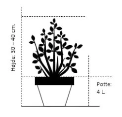 Uægte Jasmin 'Manteau D'Hermine' Philadelphus 'Manteau D'Hermine' Potte 4,0 Liter,- 30-40 Cm. 6 Uægte Jasmin 'Manteau D'Hermine' Philadelphus 'Manteau D'Hermine' Potte 4,0 Liter,- 30-40 Cm. -Osmoz Naturens Butik 206 potte 4 0 liter 30 40 cm ae94 2
