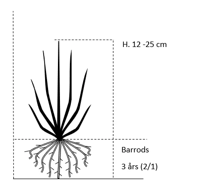 Nordmannsgran Abies Nordmanniana Barrods,- 3 års (2/1) 12-25 Cm. 4 Nordmannsgran Abies Nordmanniana Barrods,- 3 års (2/1) 12-25 Cm. - Billede 2