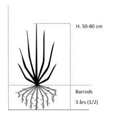 Avnbøg Carpinus Betulus Barrods,- 3 års (1/2) 50-80 Cm. -Osmoz Naturens Butik 224 barrods 3 aars 1 2 50 80 cm f6dd 1