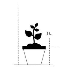 Staudehirse 'Squaw' Panicum Virgatum 'Squaw' 1 Liter Potte -Osmoz Naturens Butik 25 1 liter potte c4a2 16