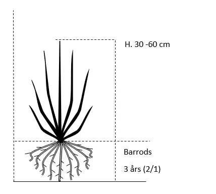 Sitkagran Picea Sitchensis Barrods,- 3 års (2/1) 30-60 Cm. 4 Sitkagran Picea Sitchensis Barrods,- 3 års (2/1) 30-60 Cm. - Billede 2