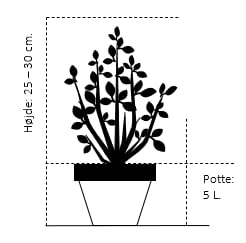 Osmoz Naturens Butik -Osmoz Naturens Butik 278 potte 5 0 liter 25 30 cm bc7f 2