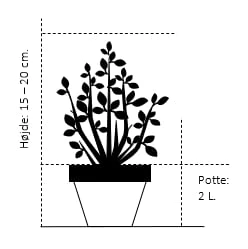 Solcypres 'Maureen' Chamaecyparis Obtusa 'Maureen' Potte 2,0 Liter,- 15-20 Cm. 4 Solcypres 'Maureen' Chamaecyparis Obtusa 'Maureen' Potte 2,0 Liter,- 15-20 Cm. - Billede 2