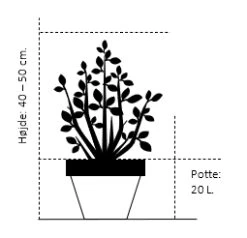 Omorikagran 'Nana' Picea Omorika 'Nana' (dværgform) Potte 20 Liter,- 40-50 Cm. -Osmoz Naturens Butik 283 potte 20 liter 40 50 cm a717