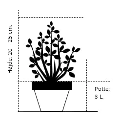 Dværg Hønsebenstræ 'Nana' Thujopsis Dolobrata 'Nana' Potte 3,0 Liter,- 20-25 Cm. 4 Dværg Hønsebenstræ 'Nana' Thujopsis Dolobrata 'Nana' Potte 3,0 Liter,- 20-25 Cm. - Billede 2