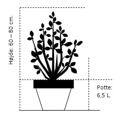 Uægte Jasmin 'Lemoinei' Philadelphus 'Lemoinei' Potte 6,5 Liter 60-80 Cm. 4 Uægte Jasmin 'Lemoinei' Philadelphus 'Lemoinei' Potte 6,5 Liter 60-80 Cm. - Billede 2
