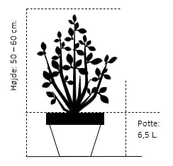 Nye udgivelser -Osmoz Naturens Butik 309 potte 6 5 liter 50 60 cm b488 1