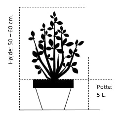 Blommebladet Taks 'Fastigiata' Cephalotaxus Harringtonia 'Fastigiata' Potte 5,0 Liter,- 50-60 Cm. 4 Blommebladet Taks 'Fastigiata' Cephalotaxus Harringtonia 'Fastigiata' Potte 5,0 Liter,- 50-60 Cm. - Billede 2