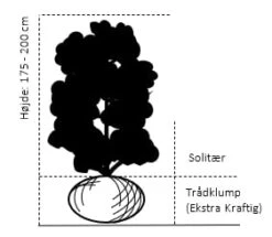 Magnolia 'Galaxy' Magnolia Fraseri 'Galaxy' Trådklump,- 175-200 Cm. 9 Magnolia 'Galaxy' Magnolia Fraseri 'Galaxy' Trådklump,- 175-200 Cm. -Osmoz Naturens Butik 333 traadklump 175 200 cm aa80 1