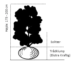 Magnolia 'Galaxy' Magnolia Fraseri 'Galaxy' Trådklump,- 175-200 Cm. 4 Magnolia 'Galaxy' Magnolia Fraseri 'Galaxy' Trådklump,- 175-200 Cm. - Billede 2