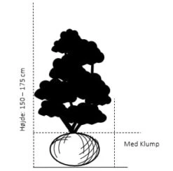 Uægte Jasmin 'Schneesturm' Philadelphus Virginalis 'Schneesturm' Med Klump,- 150-175 Cm. -Osmoz Naturens Butik 363 med klump 150 175 cm 03e4 7