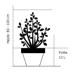 'Mme Lemoine' Syringa Vul, 'Mme. Lemoine' (storblomstrende) Potte 12 Liter,- 80-100 Cm. 4 'Mme Lemoine' Syringa Vul, 'Mme. Lemoine' (storblomstrende) Potte 12 Liter,- 80-100 Cm. - Billede 2