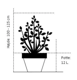 Rødgrenet Kornel 'Sibirica' Cornus Alba 'Sibirica' Potte 12 Liter,- 100-125 Cm. -Osmoz Naturens Butik 385 potte 12 liter 100 125 cm 35f1 1
