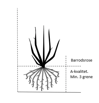 'Gentle Cover'® Rosa X 'Gentle Cover'® (Bunddækkerose) A-Kvalitet,- Barrods Roser Min. 3 Grene 4 'Gentle Cover'® Rosa X 'Gentle Cover'® (Bunddækkerose) A-Kvalitet,- Barrods Roser Min. 3 Grene - Billede 2