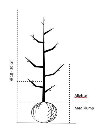 Fyldtblomstrende Fuglekirsebær 'Plena' Prunus Avium 'Plena' Alletræ, Stammeomkreds 18-20 Cm. Med Klump 4 Fyldtblomstrende Fuglekirsebær 'Plena' Prunus Avium 'Plena' Alletræ, Stammeomkreds 18-20 Cm. Med Klump - Billede 2