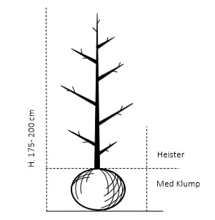 Søjleblodbøg 'Dawyck Purple' Fagus Sylvatica 'Dawyck Purple' Heister 175-200 Cm. Med Klump 4 Søjleblodbøg 'Dawyck Purple' Fagus Sylvatica 'Dawyck Purple' Heister 175-200 Cm. Med Klump - Billede 2