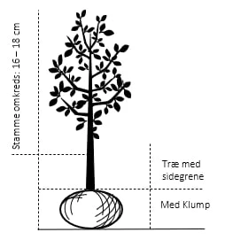 Sølvpil 'Saba' Salix Alba 'Saba' Træ Med Sidegrene,- Stammeomkreds 16-18 Cm. Med Klump 4 Sølvpil 'Saba' Salix Alba 'Saba' Træ Med Sidegrene,- Stammeomkreds 16-18 Cm. Med Klump - Billede 2