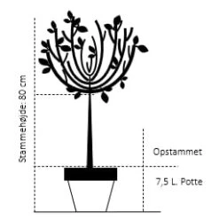 Japansk Paradisæble 'Tina' Malus Toringo 'Tina' Opstammet 80 Cm. 7,5 Liter Potte -Osmoz Naturens Butik 537 opstammet 80 cm 7 5 liter potte e244 4