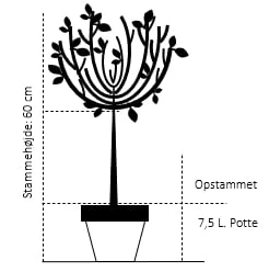 'Red Romanza' Rosa 'Red Romanza' Opstammet 60 Cm. 7,5 Liter Potte 4 'Red Romanza' Rosa 'Red Romanza' Opstammet 60 Cm. 7,5 Liter Potte - Billede 2