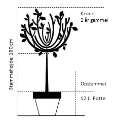 Nye udgivelser -Osmoz Naturens Butik 568 opstammet 180 cm 15 liter potte 2 aars krone 3ab5
