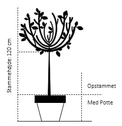 Nye udgivelser -Osmoz Naturens Butik 57 opstammet 120 cm med potte f086 3