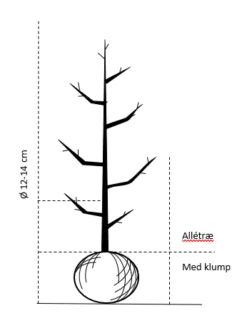 Nye udgivelser -Osmoz Naturens Butik 607 alletrae stammeomkreds 12 14 cm med klump 7495