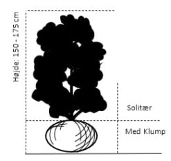 Sibirisk ærtetræ Caragana Arborescens Solitær Busk 150-175 Cm. - Med Klump 7 Sibirisk ærtetræ Caragana Arborescens Solitær Busk 150-175 Cm. - Med Klump -Osmoz Naturens Butik 608 solitaer busk 150 175 cm med klump bb10