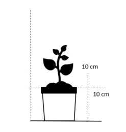 Mørk Blåaks Sesleria Heufleriana 10 Cm. Potte -Osmoz Naturens Butik 609 10 cm potte firkantet 7103 2
