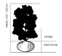 Tusindtop Sorbaria Sorbifolia Solitær Busk 125-150 Cm., Med Klump -Osmoz Naturens Butik 670 solitaer busk 125 150 cm med klump 81eb 1