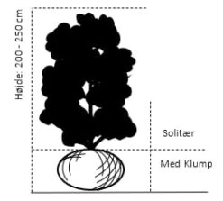 Nye udgivelser -Osmoz Naturens Butik 672 solitaer busk 200 250 cm med klump 693f