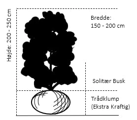 Kirsebærkornel Cornus Mas Solitær Busk 200-250 Cm. Høj,- 150-200 Cm. Bred.,- Med Trådklump 4 Kirsebærkornel Cornus Mas Solitær Busk 200-250 Cm. Høj,- 150-200 Cm. Bred.,- Med Trådklump - Billede 2