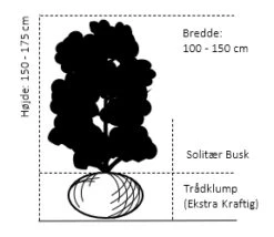 Duft-snebolle (vintergrøn) Viburnum X Burkwoodii Solitær Busk 150-175 Cm. Høj,- 100-150 Cm. Bred., Med Trådklump -Osmoz Naturens Butik 694 solitaer busk 150 175 cm hoej 100 150 cm bred med traadklump 4017