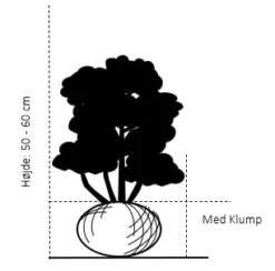 Hvidbroget Buksbom Buxus Sempervirens 'Elegans' Med Klump,- 50-60 Cm. -Osmoz Naturens Butik 90 med klump 50 60 cm 8425 1